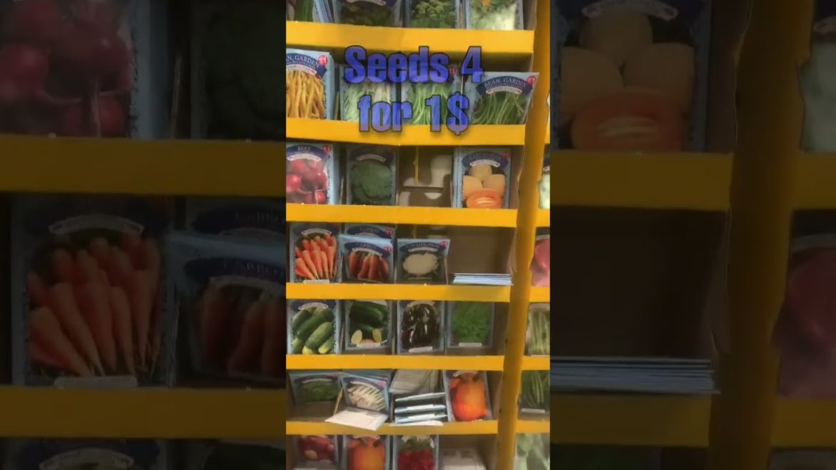 Dollar Tree Seed Run #shorts #gardening #btsrun #dollartree