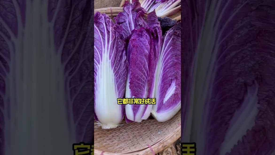 Method of growing vegetable /Garden Growing Lettuce Without Watering Method of growing vegetable /Garden Growing Lettuce Without Watering