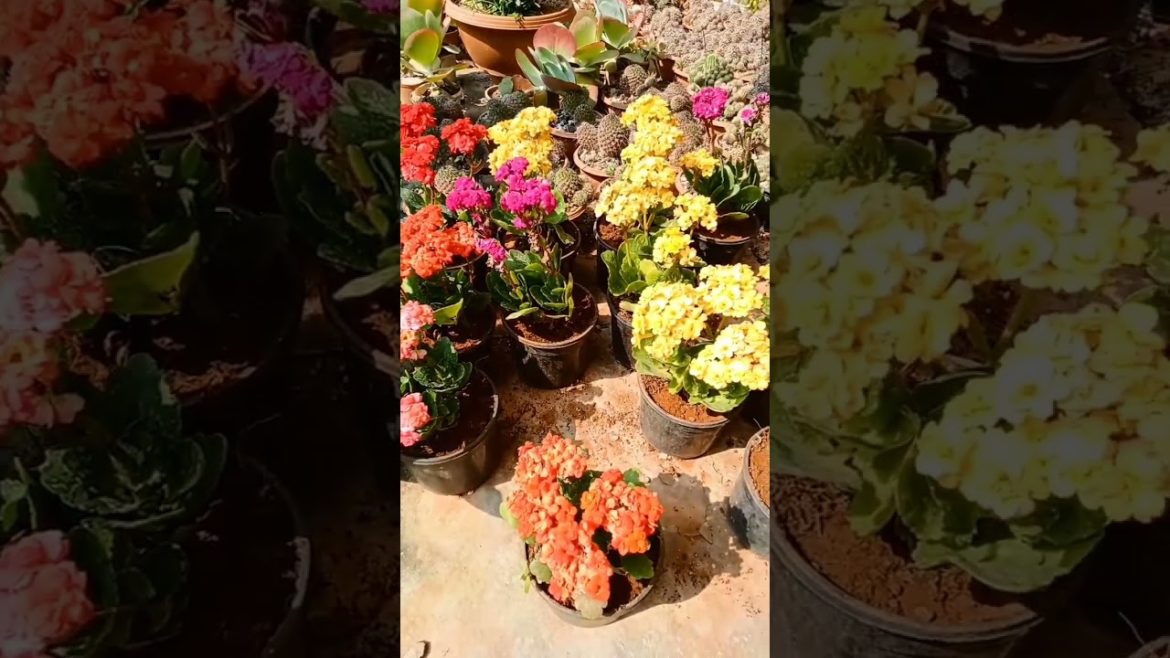 calanchoe plant collection #shorts