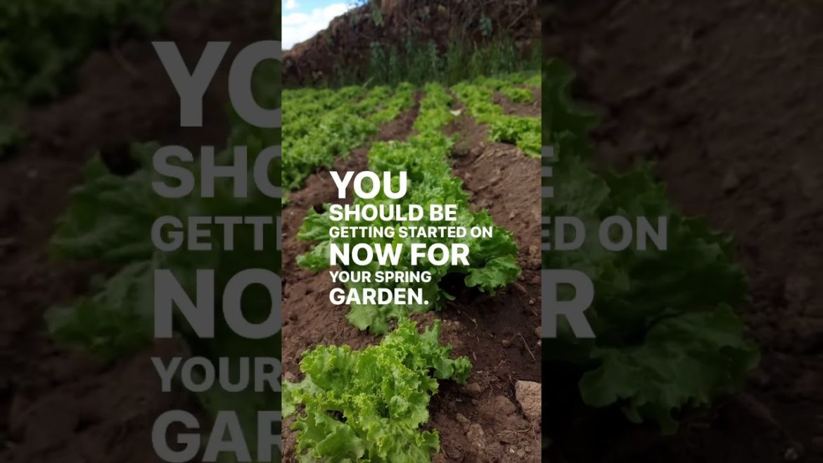 When to start your seeds #shorts #selfreliant #prepared #selfreliance #learnsomethingnew When to start your seeds #shorts #selfreliant #prepared #selfreliance #learnsomethingnew