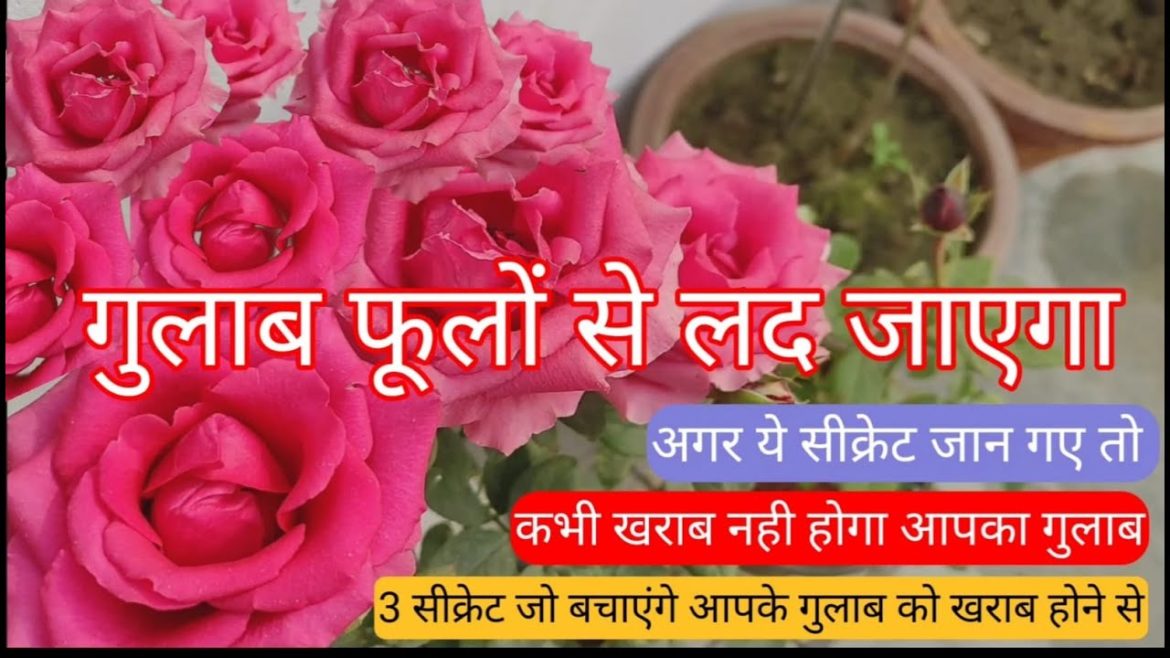 Rose Plant Growing Tips #gardening #organic#plants#flower#grow #fertilizer #tipsandtricks #grafting