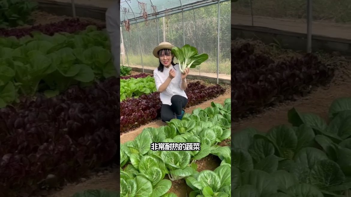 Method of growing vegetable /Garden Growing Lettuce Without Watering Method of growing vegetable /Garden Growing Lettuce Without Watering