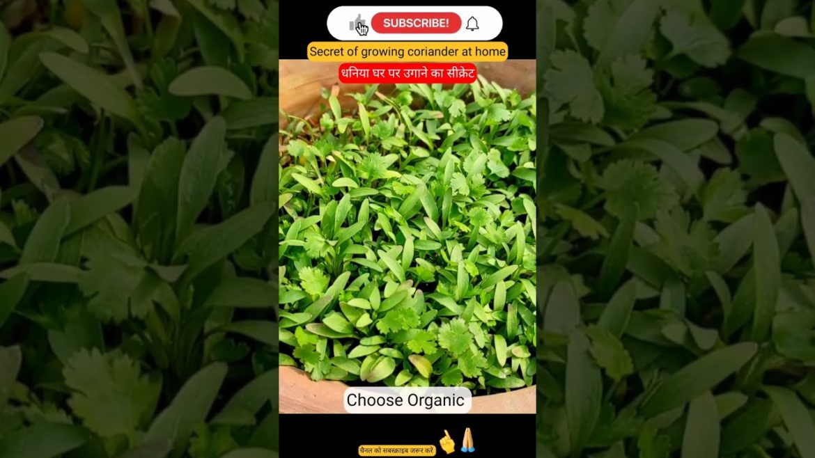 #dhaniya #lemon#plants #airlayering  #grafting#gardening#organic #organicfertilizer#shorts#viral #dhaniya #lemon#plants #airlayering  #grafting#gardening#organic #organicfertilizer#shorts#viral