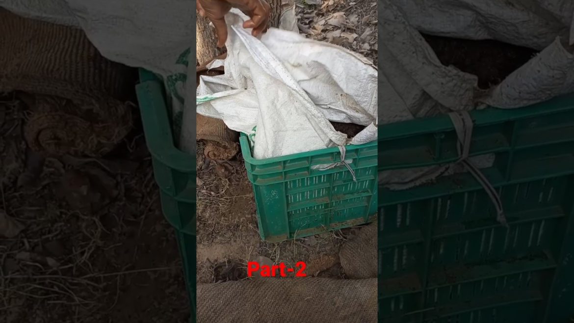 Vermicompost🪱#shorts #youtubeshorts #short #garden #farming