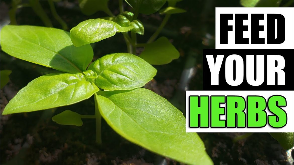 Fertilizing Indoor Herbs – Garden Quickie Episode 119 Fertilizing Indoor Herbs - Garden Quickie Episode 119