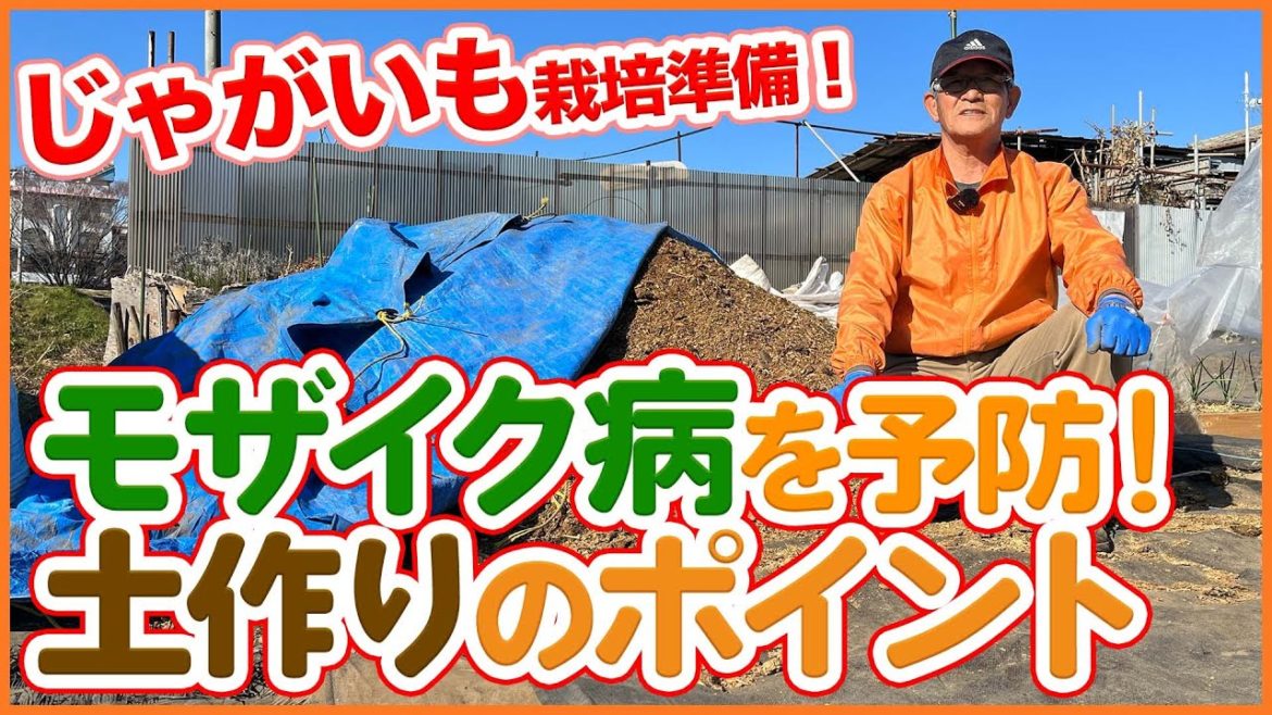 家庭菜園や農園のジャガイモ栽培は病気に要注意!モザイク病の予防対策と土作りのコツを徹底解説!【農園ライフ】/Potato cultivation tips from a Japanese Farmer 家庭菜園や農園のジャガイモ栽培は病気に要注意!モザイク病の予防対策と土作りのコツを徹底解説!【農園ライフ】/Potato cultivation tips from a Japanese Farmer