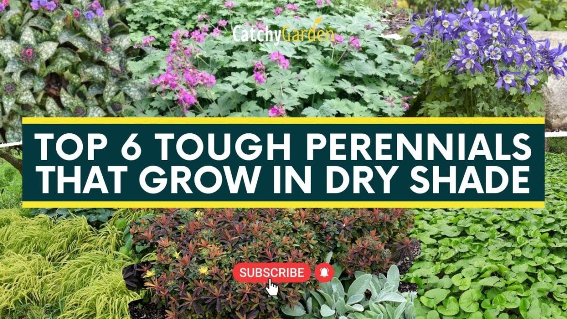 Top 6 Tough Perennials That Grow in Dry Shade 🌷🍃 // Gardening Ideas Top 6 Tough Perennials That Grow in Dry Shade 🌷🍃 // Gardening Ideas