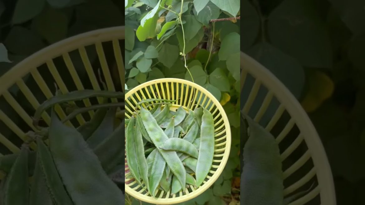 Our Home vegetable Garden 🪴 #shorts