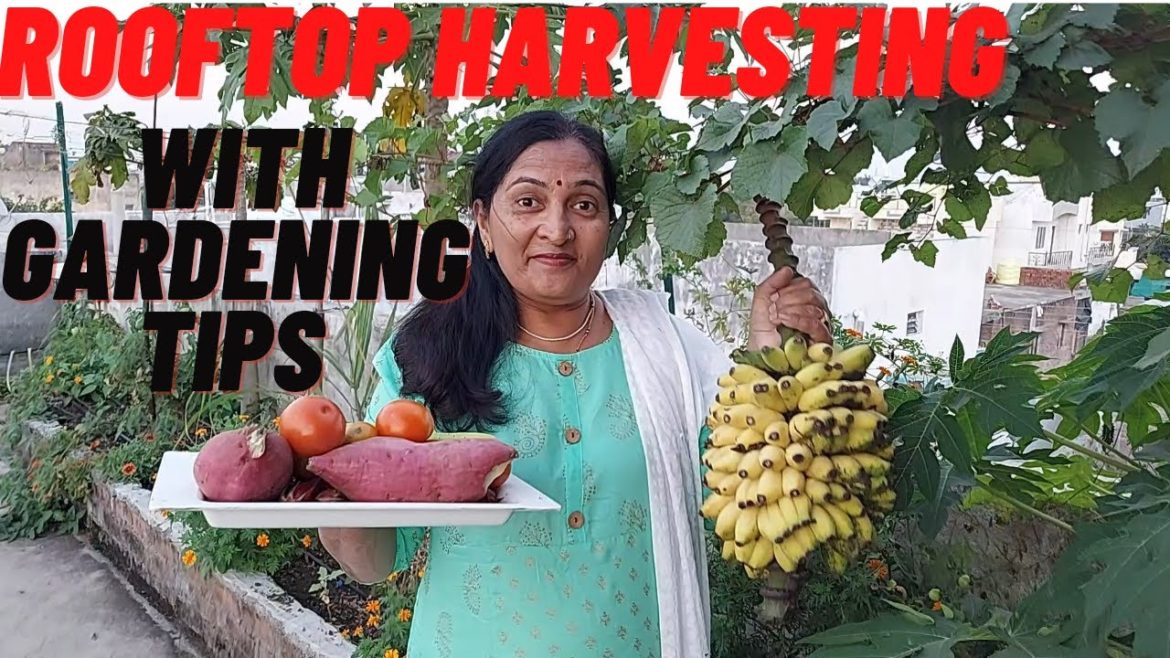 Rooftop Harvesting With Gardening Tips || छतपर ऊगाए ऑर्गेनिक फल और सब्जीया || Rooftop Harvesting With Gardening Tips || छतपर ऊगाए ऑर्गेनिक फल और सब्जीया ||