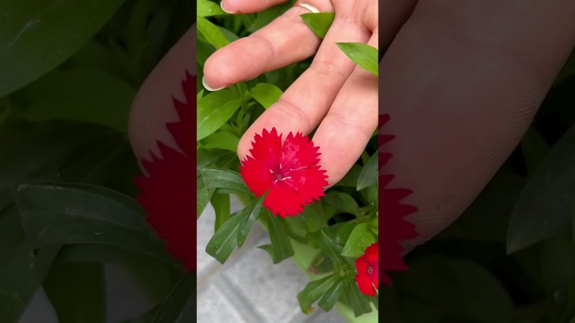 How to Plant and Care for Carnations to Make Your Front Yard Look Wonderful