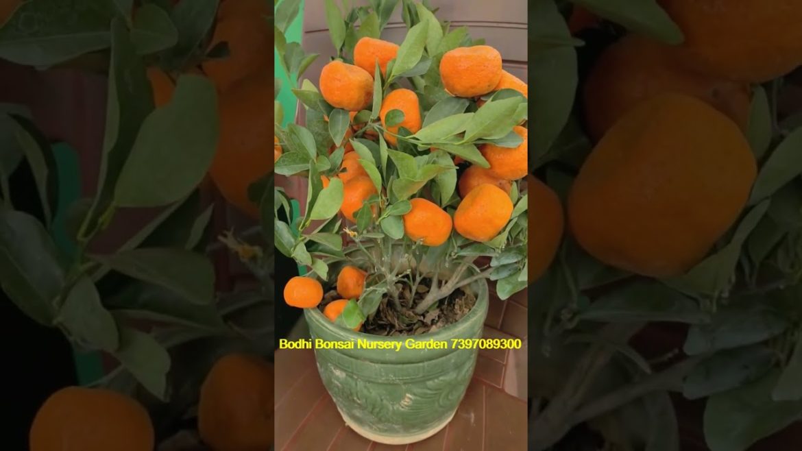 Landscape Home Garden Designers in Tamil Nadu ( Coimbatore Chennai Madurai Trichy ) Landscape Home Garden Designers in Tamil Nadu ( Coimbatore Chennai Madurai Trichy )