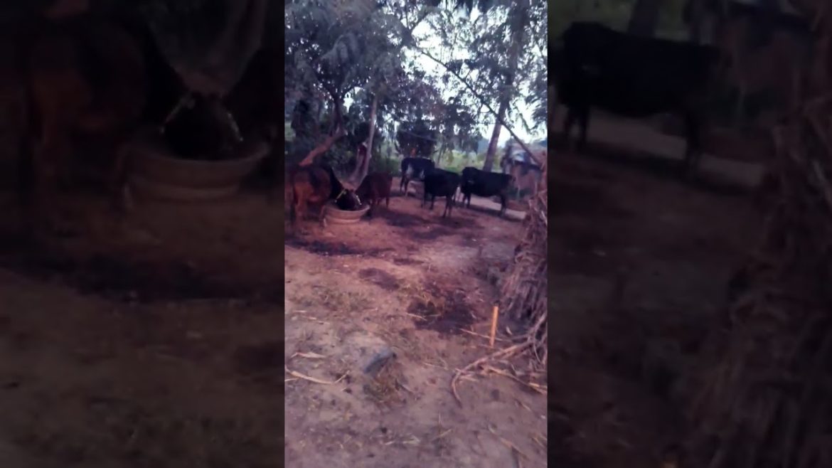 Sarso ke Sagiya Taza #village #green #horse #cow #viral #shortsyoutube #kachhua Sarso ke Sagiya Taza #village #green #horse #cow #viral #shortsyoutube #kachhua