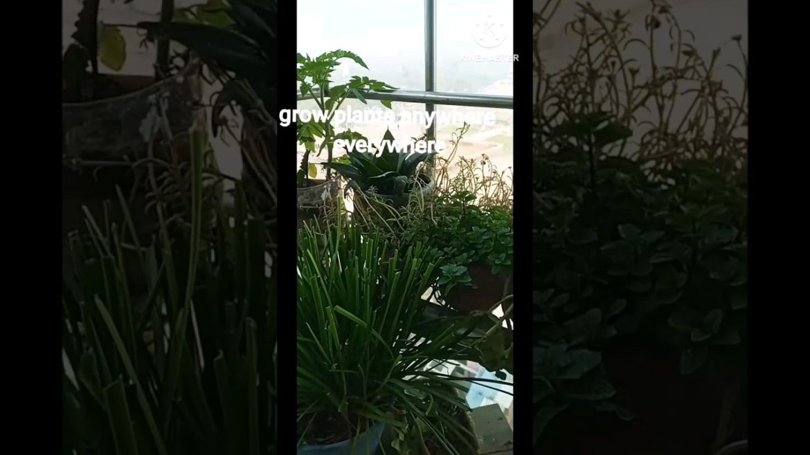 gardening channel|kitchen garden#shortvideo#youtubeshorts#shorts