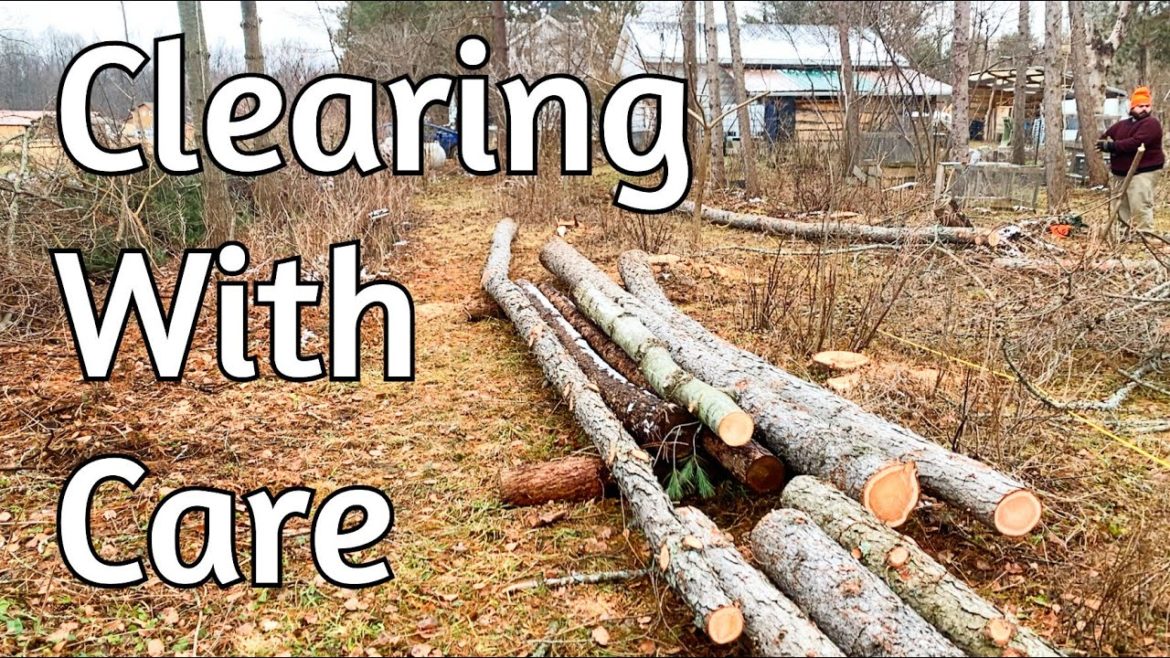 Clearing Trees – Thoughts on succession design Clearing Trees - Thoughts on succession design