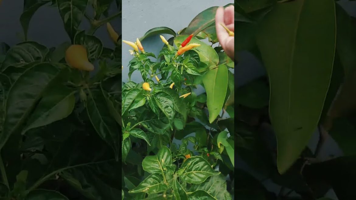 How to Harvest Chili - Gardening Tips #shorts