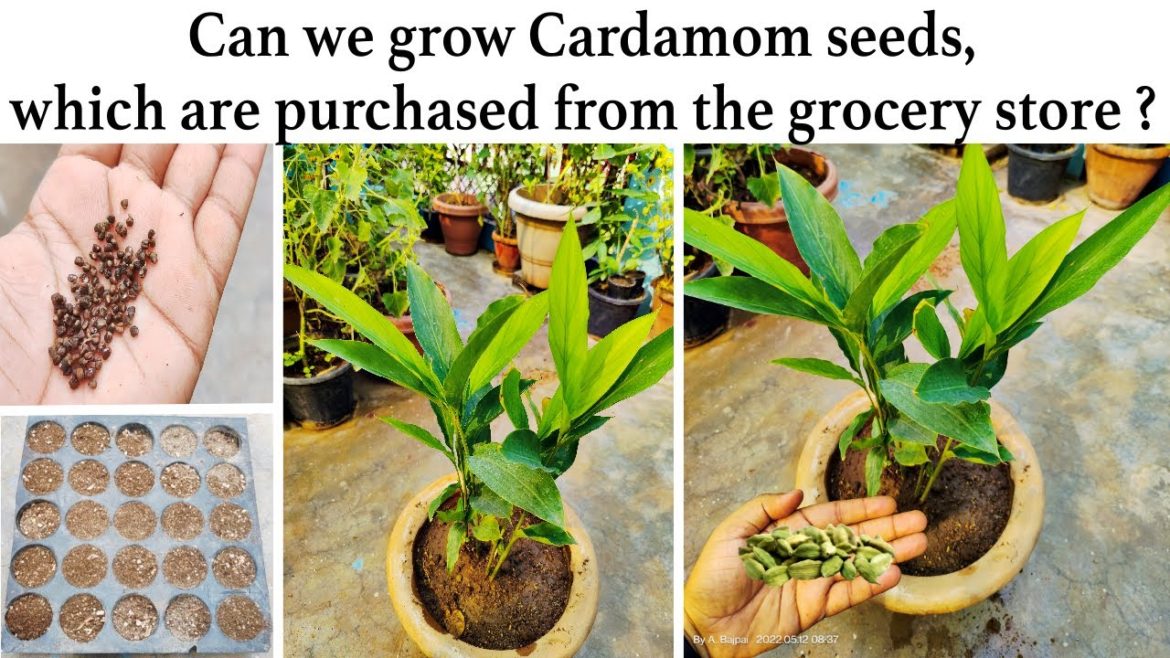 How to grow Cardamom from seeds at home ⎪Grow Cardamom Plants from your Kitchen Seeds How to grow Cardamom from seeds at home ⎪Grow Cardamom Plants from your Kitchen Seeds