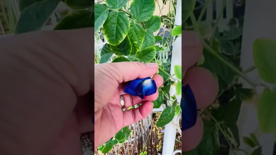 Picking Most Healthy Flowers #edible #satisfying #shorts