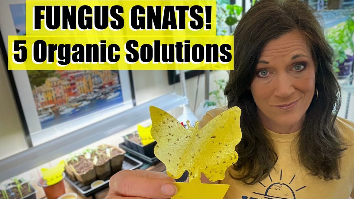 5 Solutions for Organic Fungus Gnat Control for Vegetable Seedlings / Grow Your Groceries #6
