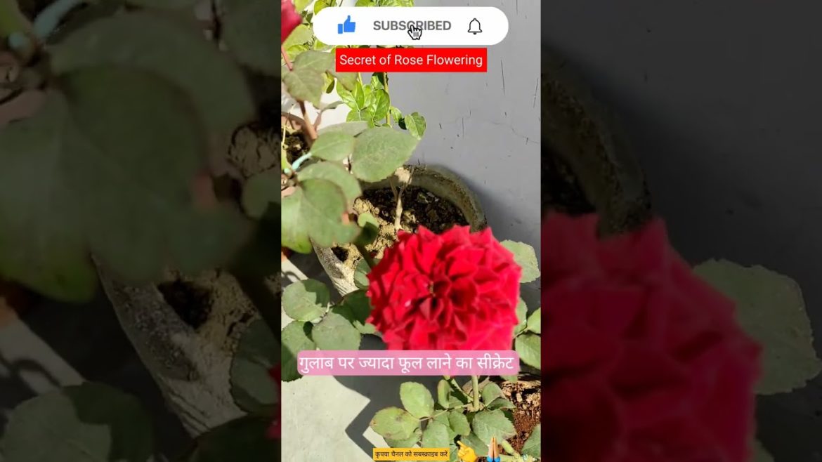 #rose #plants #airlayering  #grafting#farming#roses#king#gardening#organic #organicfertilizer#shorts