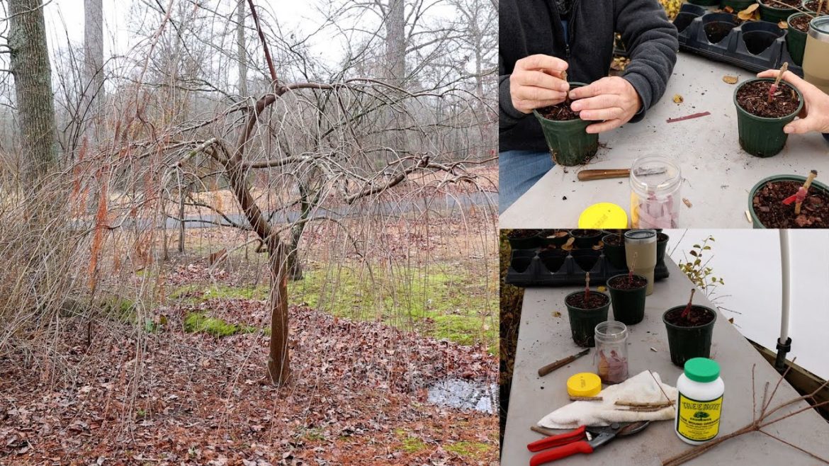 Making New Trees - Tree Grafting