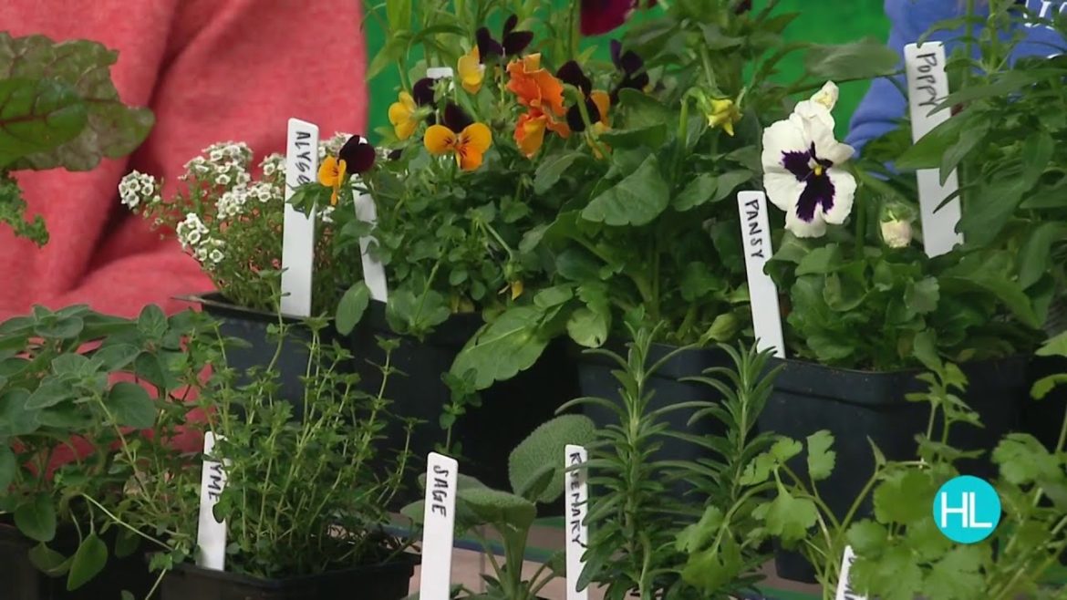 HOUSTON LIFE | Gardening tips in time for spring | KPRC 2