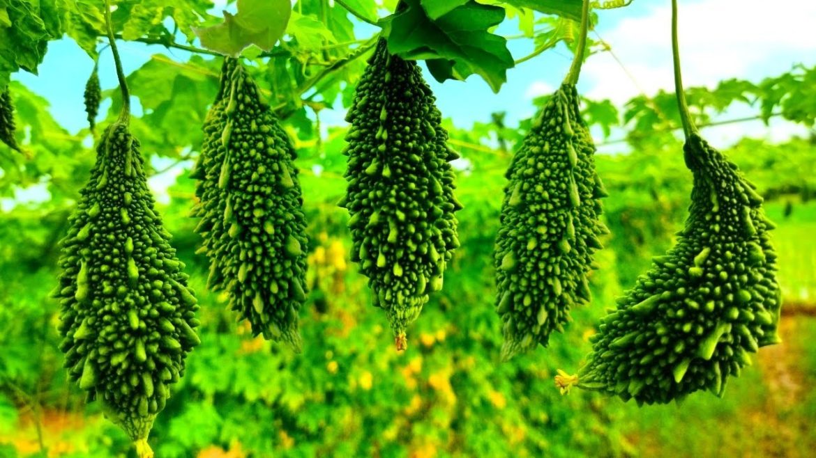 How to grow bitter gourd vegetable at home garden | Easy & simply way to grow bitter gourd vegetable