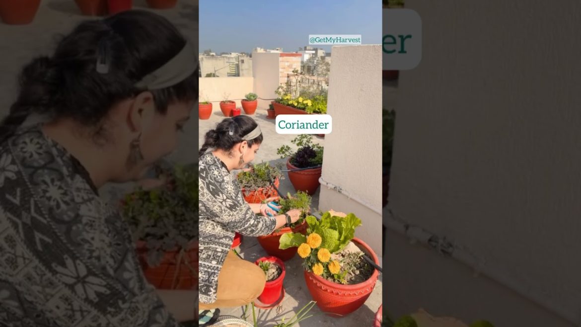 Daily harvesting scenes from my third floor terrace garden #organicgardening