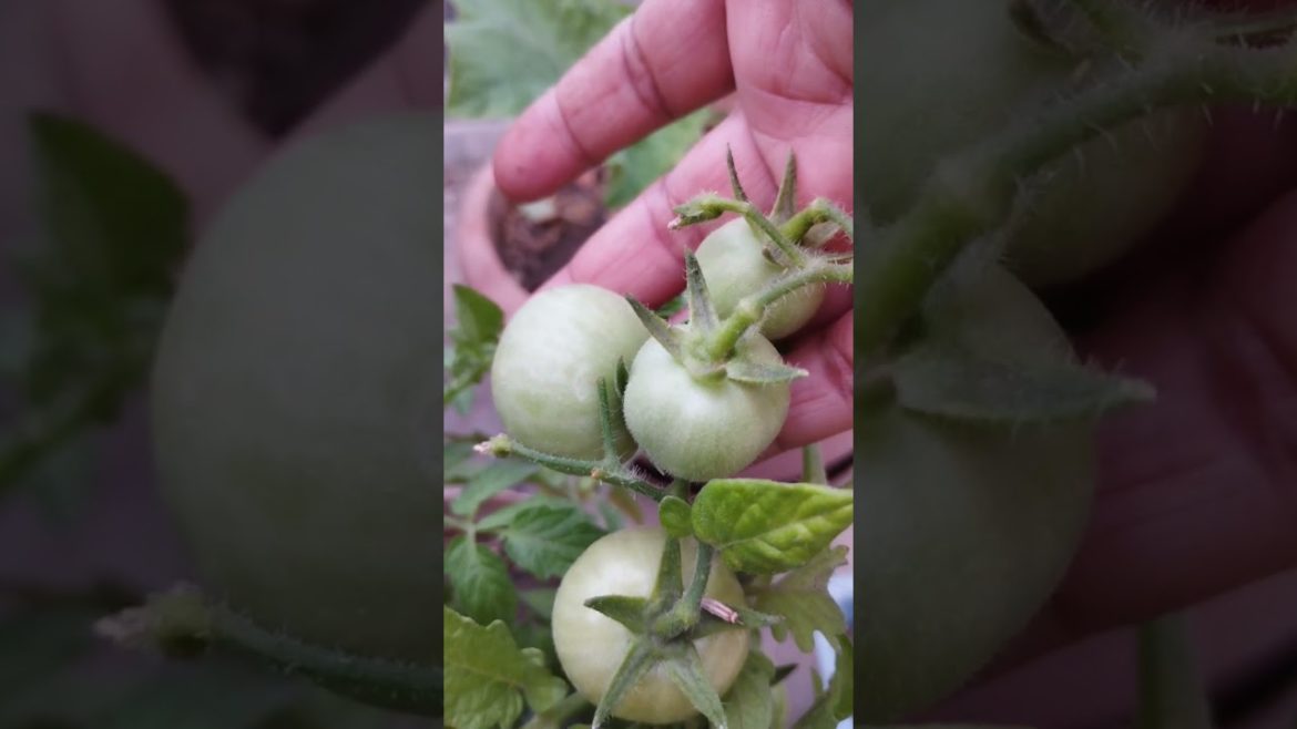 terrace tomato pot gardening, tips and trick