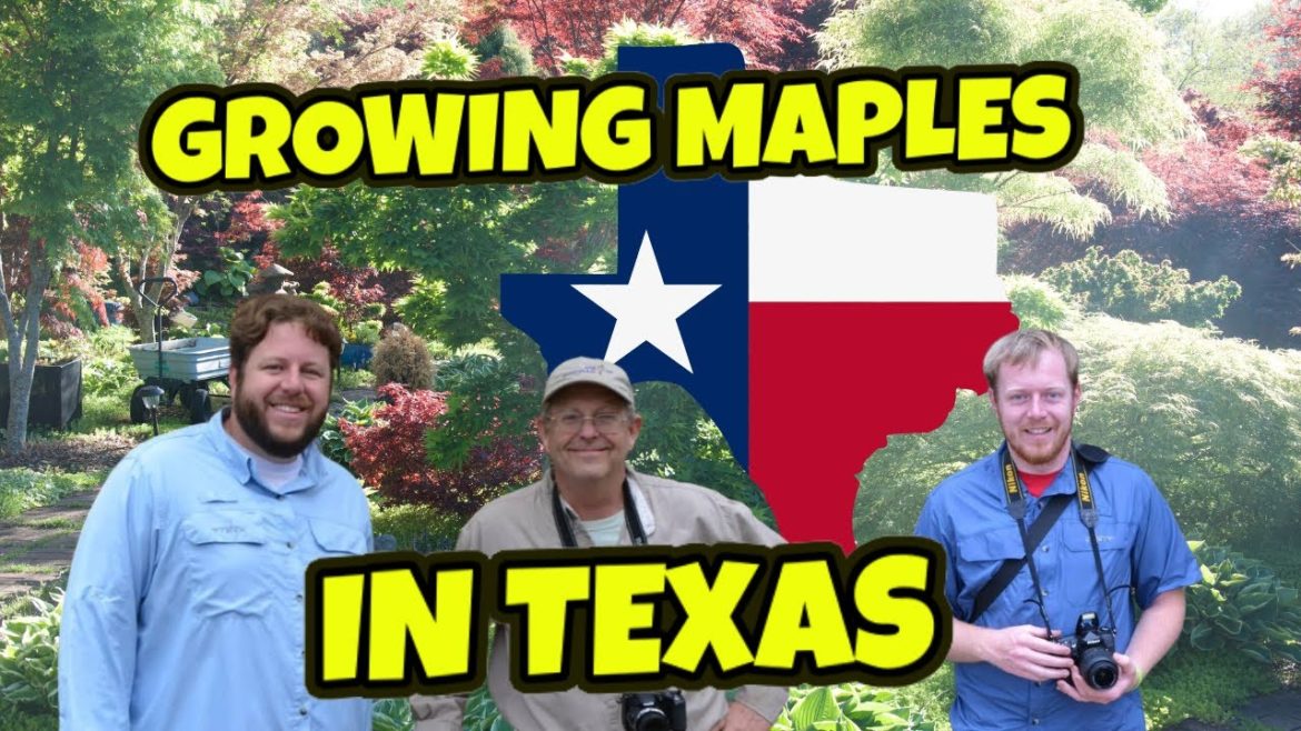 Plant & Japanese Maple Expert Dr. David Creech | Growing Maples in Texas | MrMaple Podcast #17