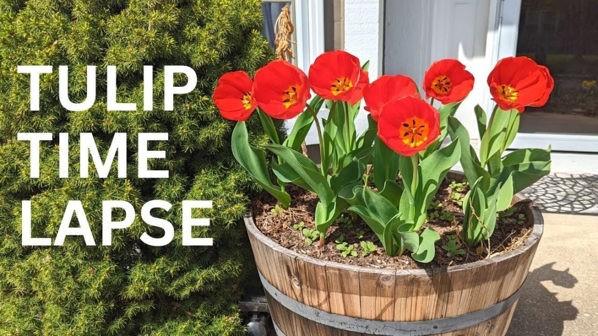 Red Tulips in container time lapse – bulb to flowers Red Tulips in container time lapse - bulb to flowers