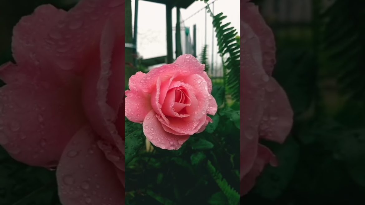 Beautiful Pink Rose Plant Care Tips । #shortsvideo ।#viralshorts ।#gardening