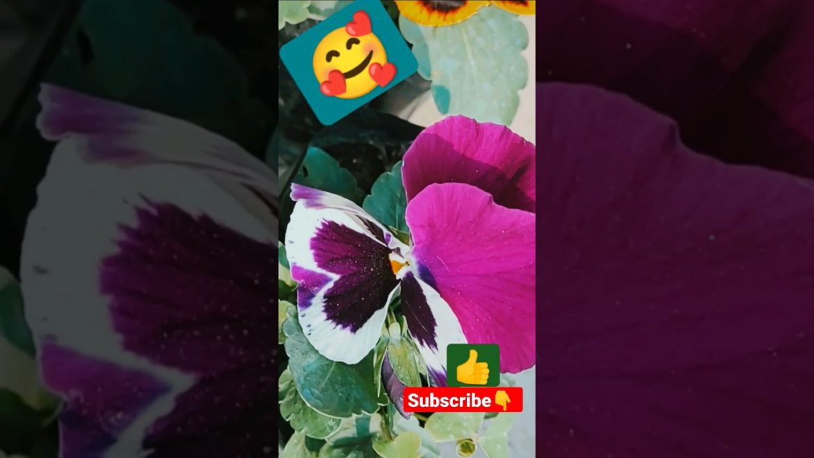 winter flowering plants #shorts #terracegarden viral #trends