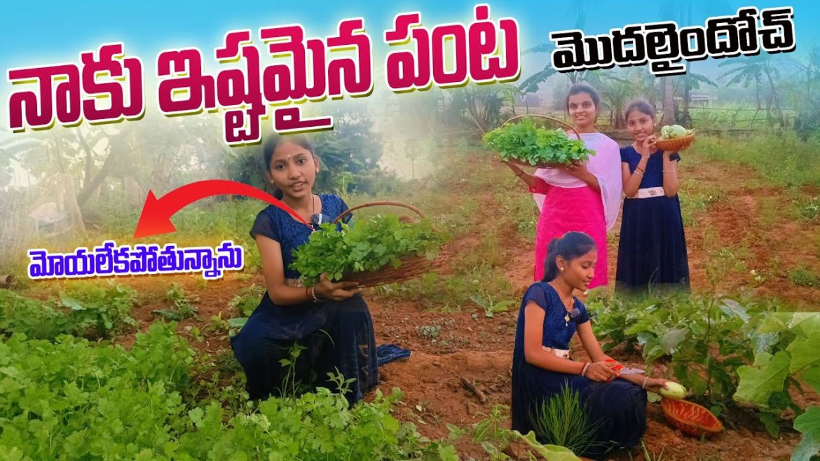 బుట్టల కొద్దీ కొత్తిమీర వంకాయలు హార్వెస్ట్ | Coriander & veggies Harvesting | ACH Gardening Vlogs బుట్టల కొద్దీ కొత్తిమీర వంకాయలు హార్వెస్ట్ | Coriander & veggies Harvesting | ACH Gardening Vlogs