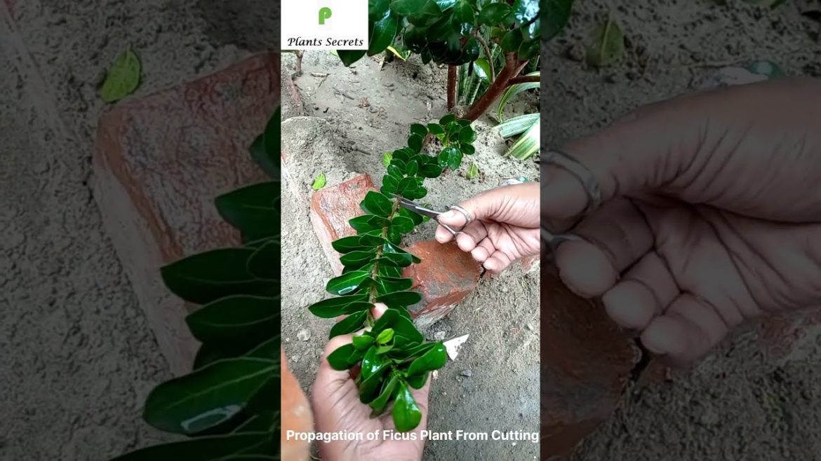 Propagation of Ficus Plant From Cutting | Easy Gardening | Plant Secrets Propagation of Ficus Plant From Cutting | Easy Gardening | Plant Secrets