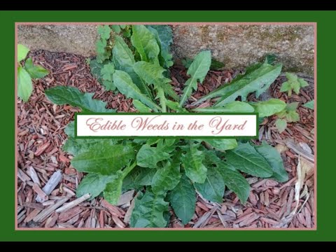 Edible Weeds in the Yard Edible Weeds in the Yard