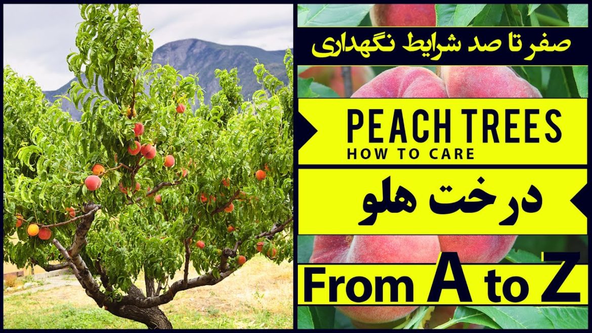 Peach Fruit Trees – How To Care Fruit Trees – Gardening Tips Peach Fruit Trees - How To Care Fruit Trees - Gardening Tips