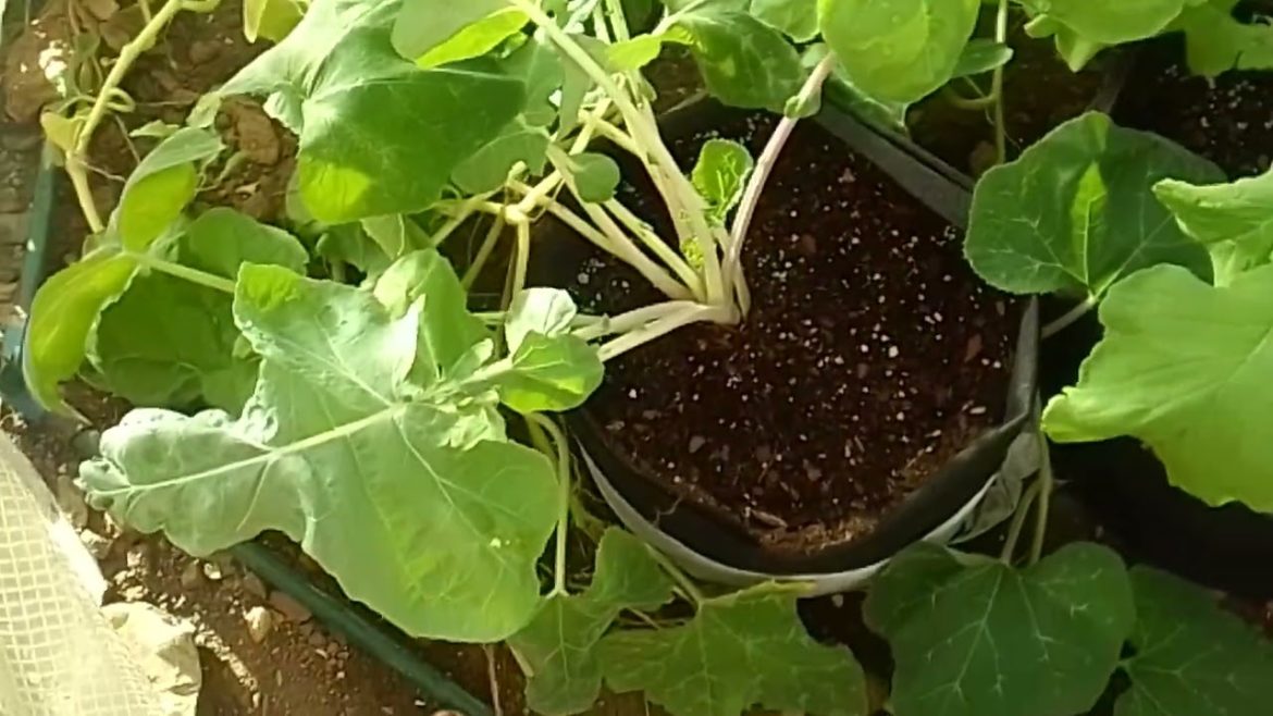 SMALL FRONT DOOR KITCHEN GARDEN TOUR/CONTAINER GARDENING/#growsomething