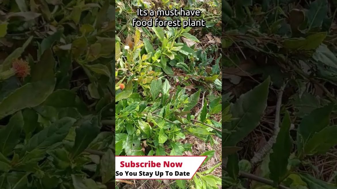 #shorts Gorgeous Patch Of Okinawan Spinach With Flowers