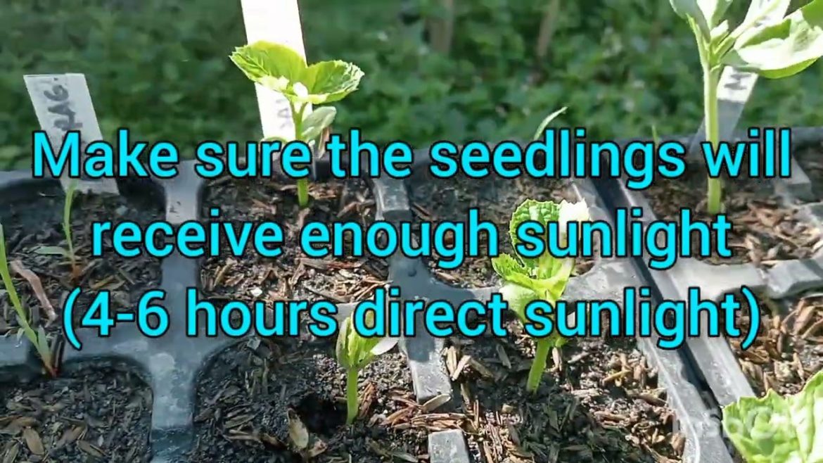 Top Tips for Successful Seed Starting #garden #backyardgardening #organicgardening #seeds
