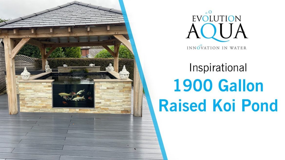 1900 Gallon Koi Pond, Evolution Aqua Nexus and K+Advanced Filter! 1900 Gallon Koi Pond, Evolution Aqua Nexus and K+Advanced Filter!