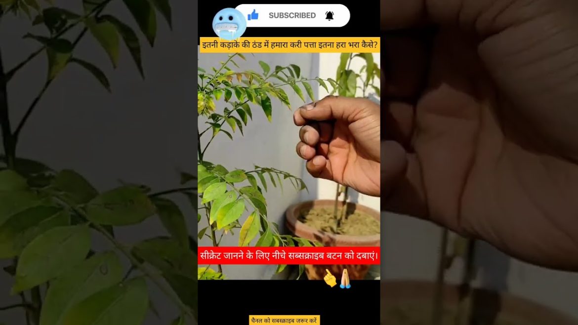 karipatta#lemon#plants#airlayering#gardening#organic #organicfertilizer#shorts @YouTube #500subs