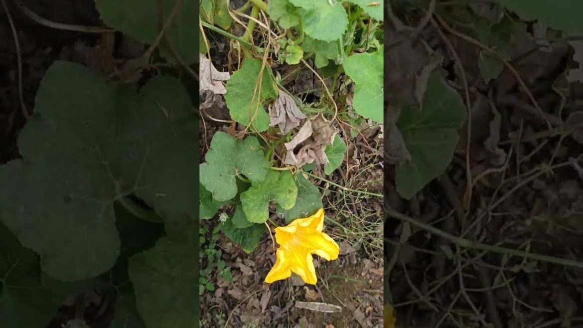 gummadi puvvu in my garden #shorts #shortvideo #yt#ytshortsindia