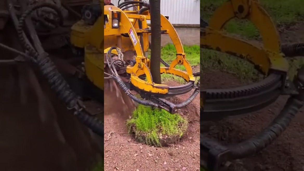 Tree transplanting with deep #shorts #tree Tree transplanting with deep #shorts #tree
