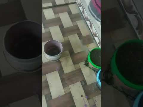 Planting – Plants being planted at home summer season Plants #shorts #viral #plants #nature #video Planting - Plants being planted at home summer season Plants #shorts #viral #plants #nature #video