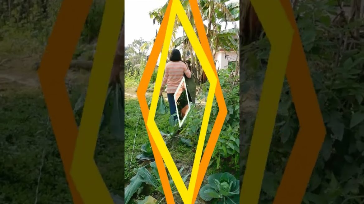 #youtube #farming #subscribe #nature #youtubeshort #garden #vegetables #vegetablefarming #shorts #youtube #farming #subscribe #nature #youtubeshort #garden #vegetables #vegetablefarming #shorts