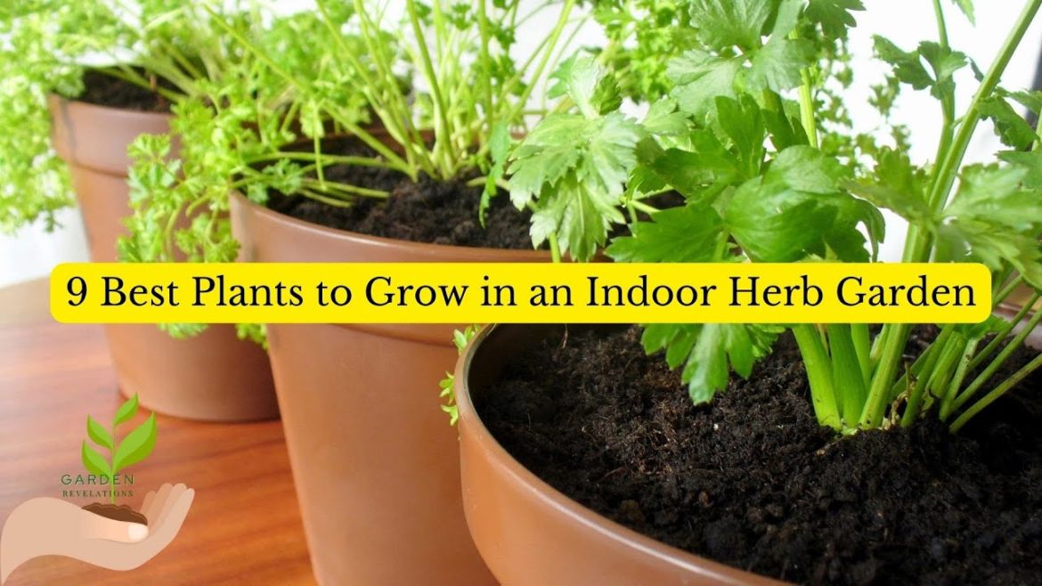 9 Best Plants for an Indoor Herb Garden 9 Best Plants for an Indoor Herb Garden