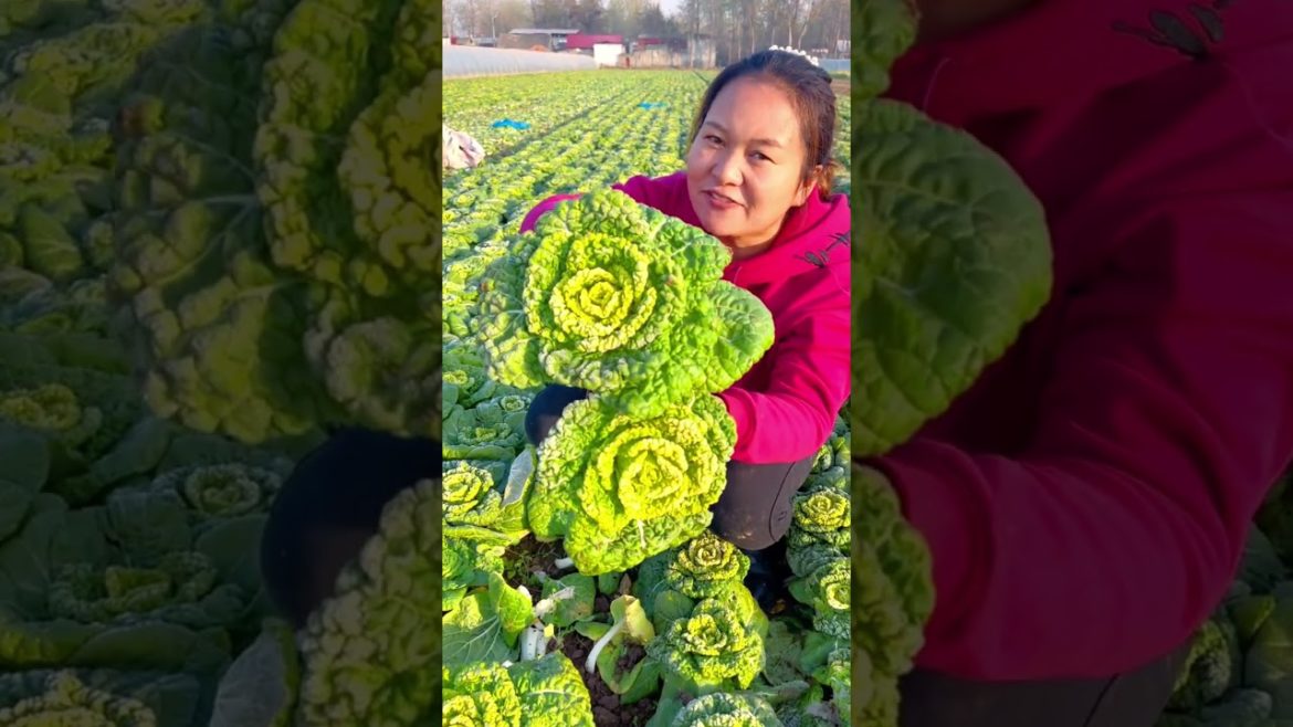 Beautiful vegetable farm