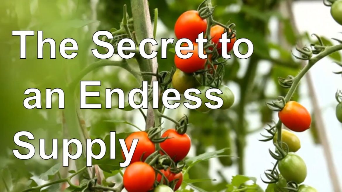 Grow Tomatoes at Home: The Secret to an Endless Supply!