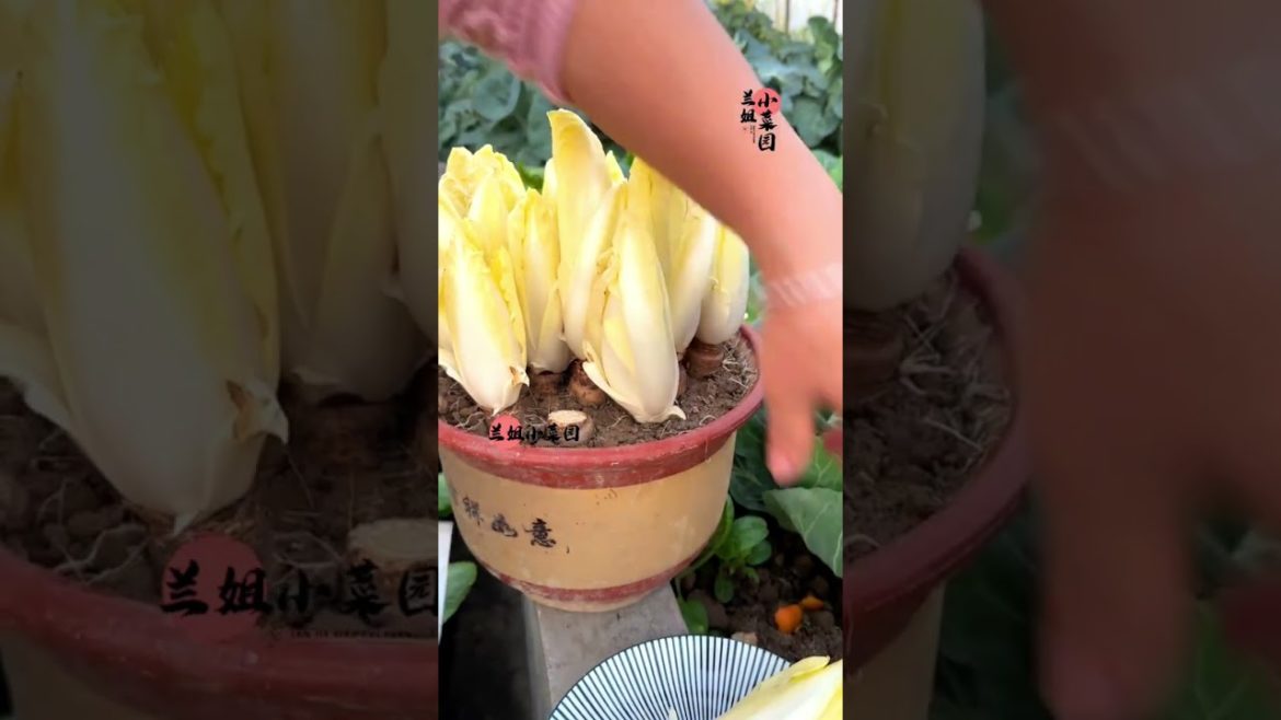 #387 Growing Vegetable from roots