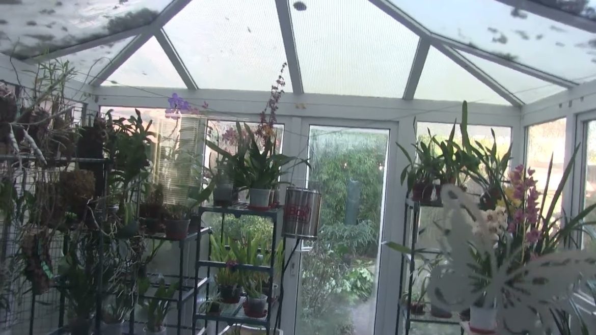 Change of Plans Regarding the Project Orchids Video